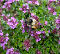 7 Bienenfreundliche Bodendecker, die fleißige Bienchen unterstützen und Unkraut natürlich eindämmen
