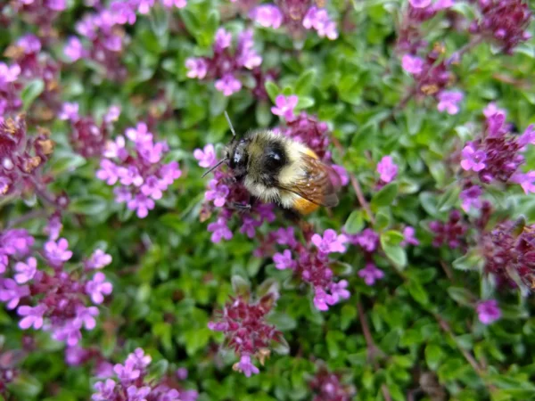Bienenfreundliche Bodendecker Thymian