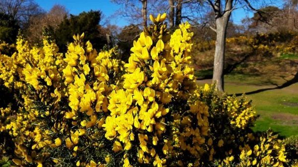blühende Sträucher als Sichtschutz mit gelben Blüten