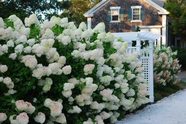 Hortensie mit weißen Blüten als dichter Sichtschutz im Garten