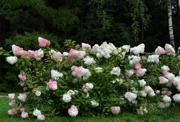 blühende Sträucher als Sichtschutz - Hortensie mit Blüten in Rosa und Weiß