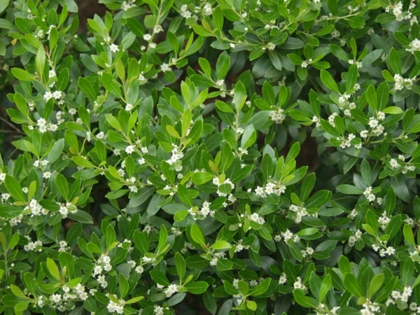 Ilex mit winzigen weißen Blüten als Sichtschutz für den Garten