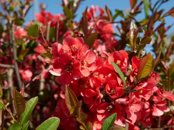 blühende Sträucher als Sichtschutz  - Zierquitte mit schönen roten Blüten