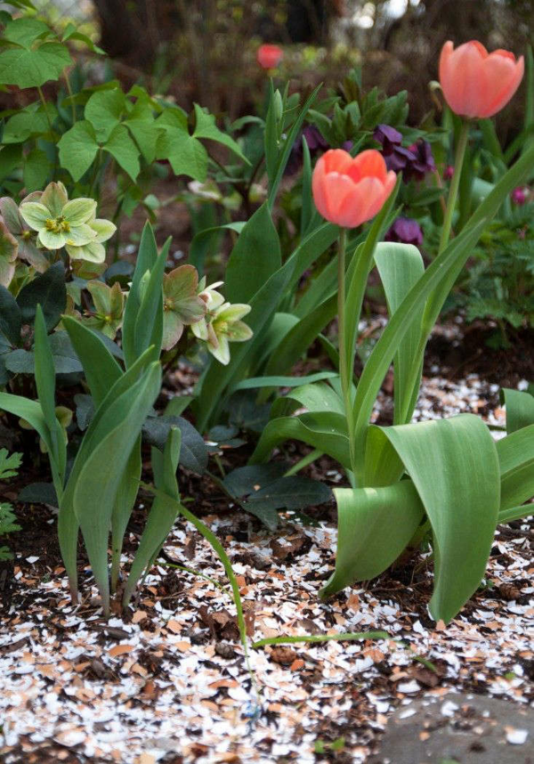 eierschalen als duenger fuer gartenpflanzen tulpen