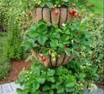 Erdbeeren pflanzen – praktische Gartentipps und kreative Deko Ideen
