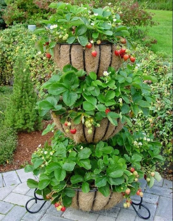 erdbeeren pflanzen kreative deko ideen gartentipps blumenampel