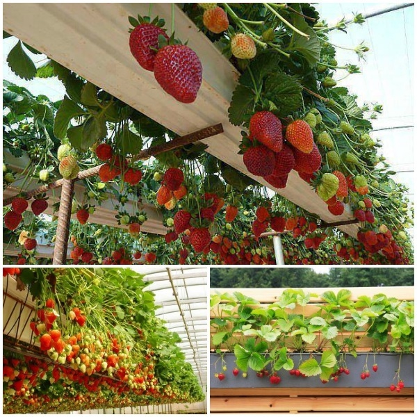 erdbeeren pflanzen kreative deko ideen gartentipps haengend
