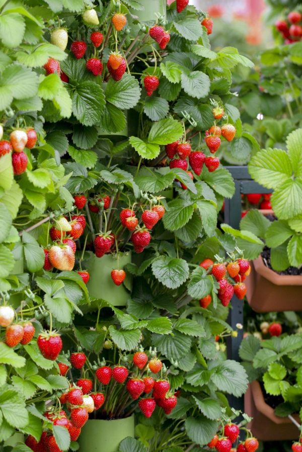 erdbeeren pflanzen kreative deko ideen gartentipps kaskade