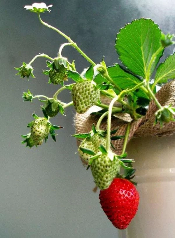 erdbeeren pflanzen kreative deko ideen gartentipps kleine wurzel