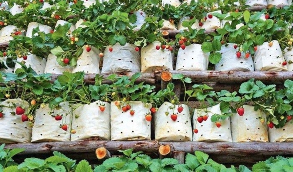erdbeeren pflanzen kreative deko ideen gartentipps klopapier