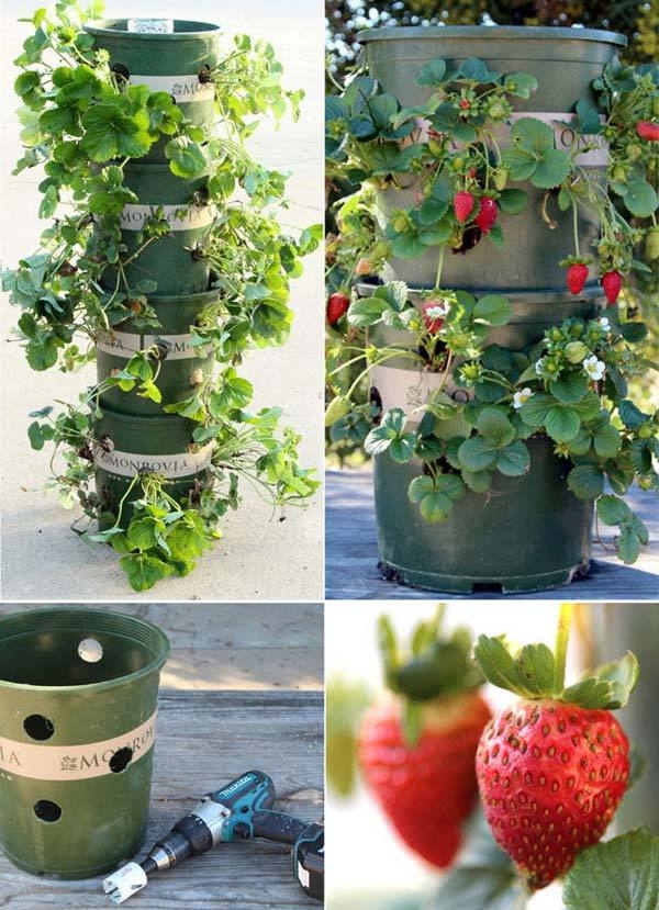 erdbeeren pflanzen kreative deko ideen gartentipps loch