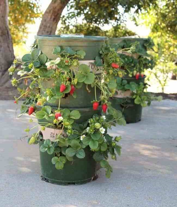erdbeeren pflanzen kreative deko ideen gartentipps mit loch