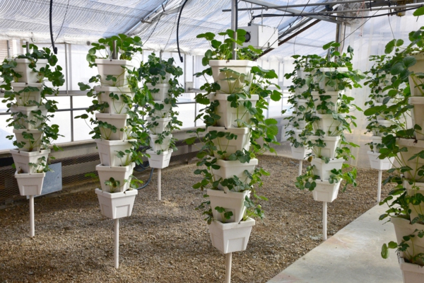 erdbeeren pflanzen kreative deko ideen gartentipps nachhaltige ideen
