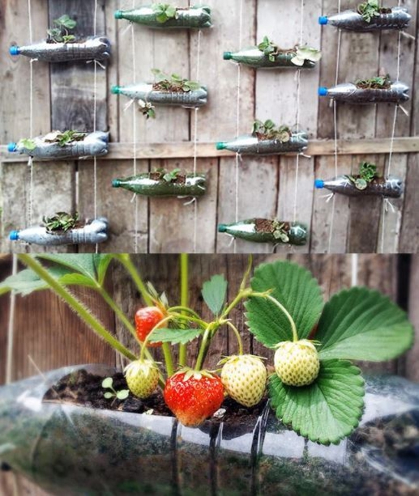 erdbeeren pflanzen kreative deko ideen gartentipps pet flaschen