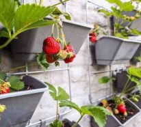 Erdbeeren pflanzen – praktische Gartentipps und kreative Deko Ideen