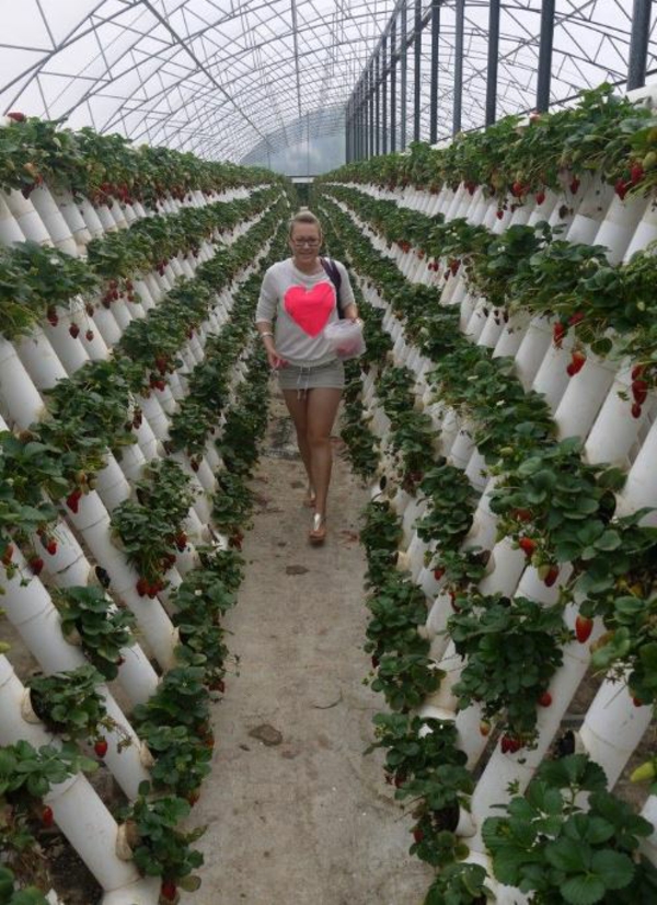 erdbeeren pflanzen kreative deko ideen gartentipps vertikaler garten im gewaechshaus