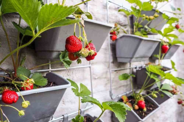 erdbeeren pflanzen kreative deko ideen gartentipps vertikaler garten