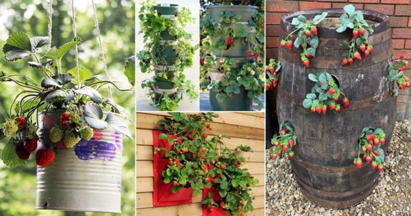 erdbeeren pflanzen kreative deko ideen gartentipps