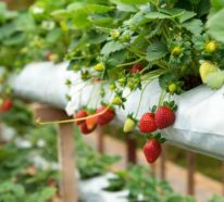 Erdbeeren vermehren, pflanzen und pflegen- wie und warum?