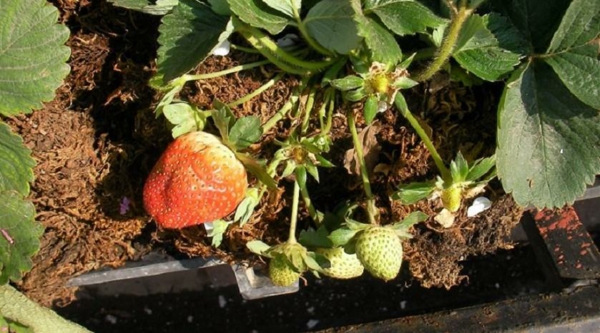 erdbeeren vermehren ableger haengend