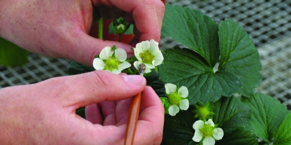 erdbeeren vermehren ableger von der bluete