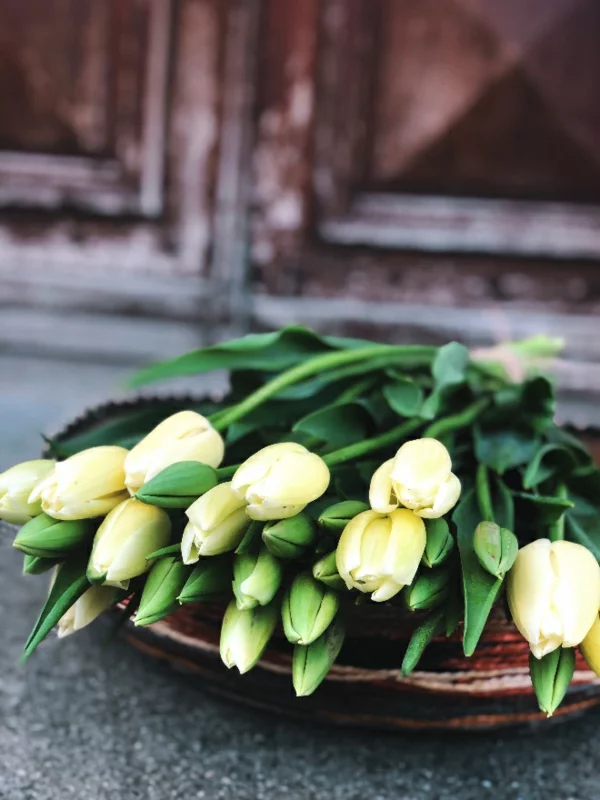 franzoesische tulpen gelb verschenken