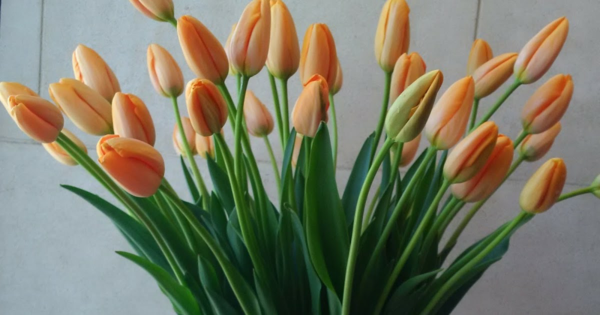 franzoesische tulpen orangenfarbene in der vase