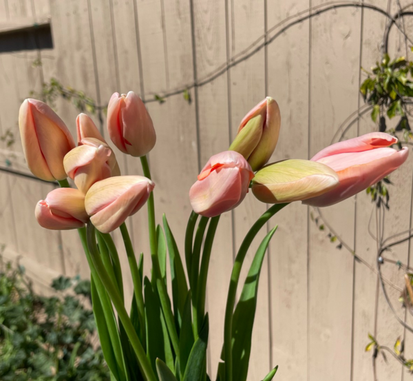 franzoesische tulpen pflanzen tipps