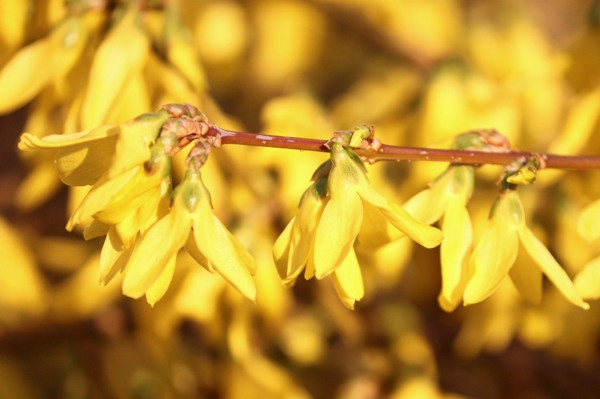 gartensträucher gelbe blüten forsythia