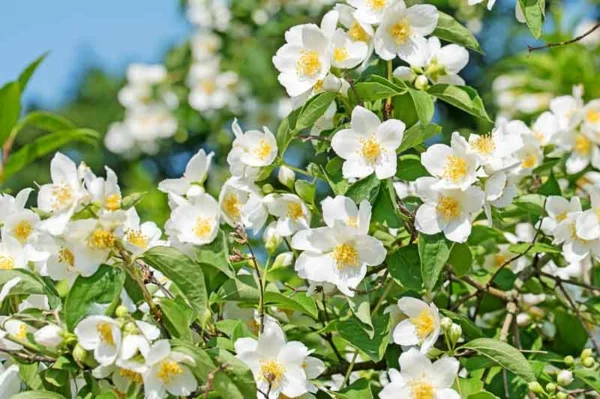 gartensträucher pfeifenstrauch weiße blüten