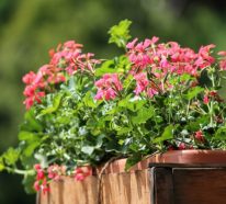 Geranien düngen – Die richtige Pflege für üppige Blütenpracht