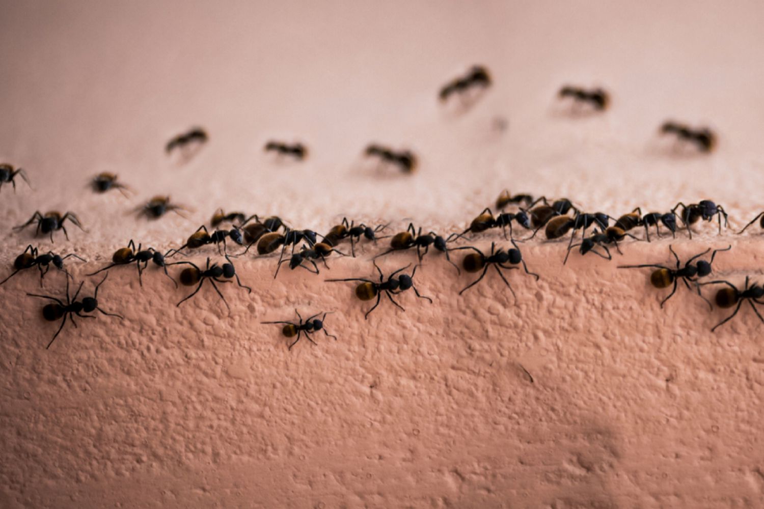 15-Hausmittel-gegen-Ameisen-So-vertreiben-Sie-die-kleinen-Plagegeister-aus-dem-Haus