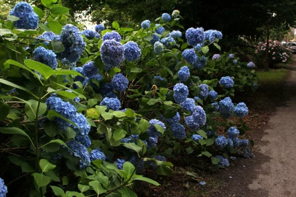 blaue Hortensiensträucher im Garten mit üpiger Blüte