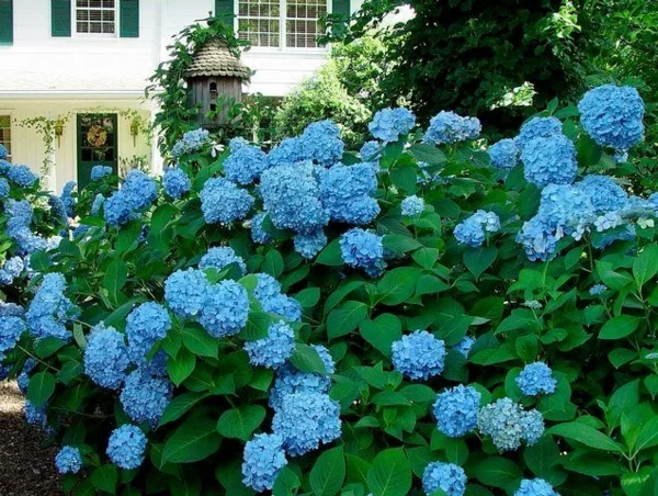 blaue Hortensien im Vorgarten