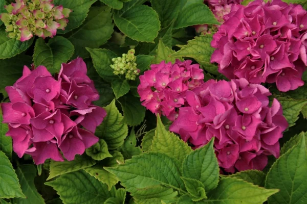 Hortensien mit Kaffeesatz düngen und frische Blütenfarben im Garten genießen
