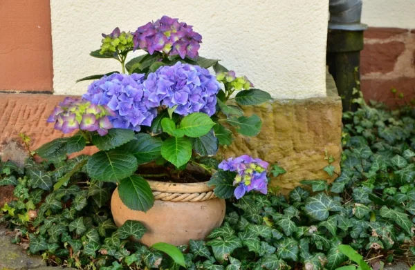 Hortensien im Topf mit Blüten in Lila und Blau