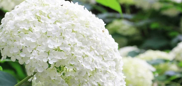Hortensien mit weißen Blüten haben eine sanfte Ausstrahlung