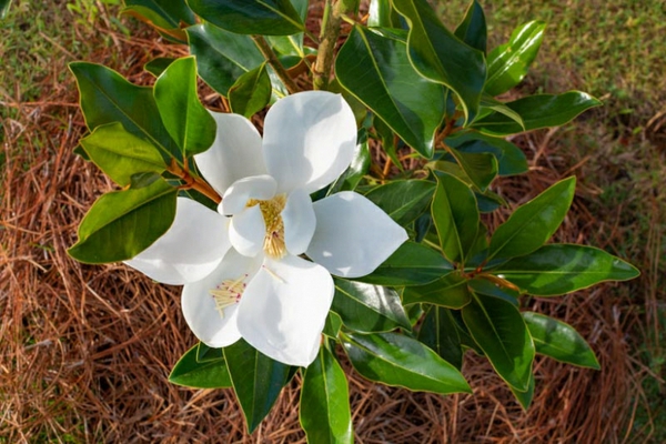 immergrüne magnolie ausgefallene gartenpflanzen bäume