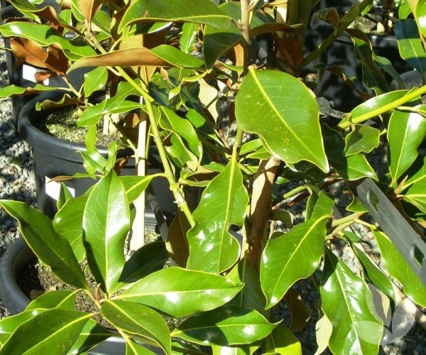 immergrüne magnolie garten gestalten ideen
