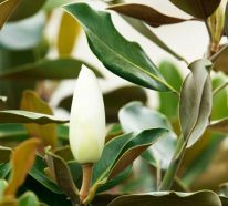 Die Immergrüne Magnolie – ein echter Hingucker im Garten