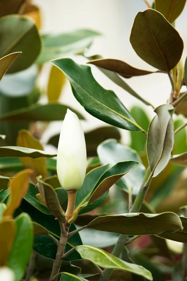 Immergrüne Magnolie mit zweifarbigen Blättern