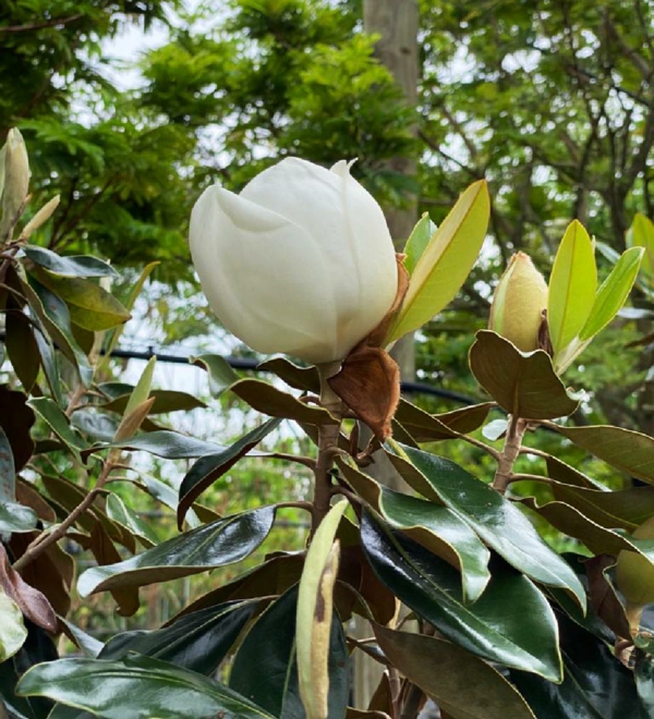 immergrüne magnolie gartenpflanzen attraktiver gartenbaum