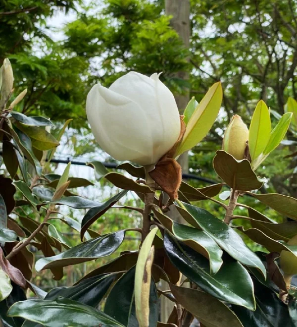 Großblättrige Magnolie mit weißen Blüten