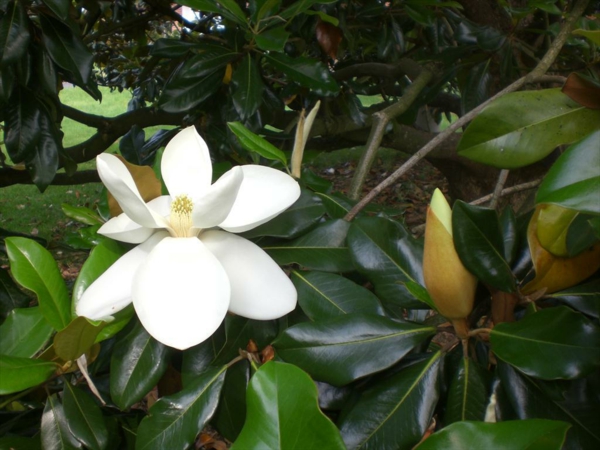 immergrüne magnolie pflegetipps garten gestalten