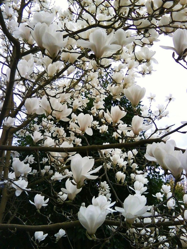 immergrüne magnolie schöne gartenbäume ideen