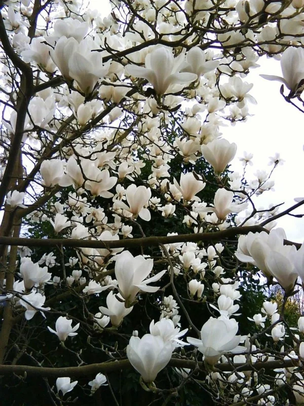Immergrüne Magnolie als Gartenbaum mit weißen Blüten