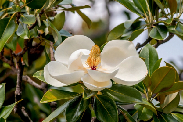immergrüne magnolie weiße blüten