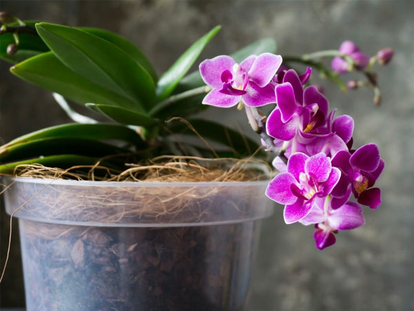 kaffeesatz als duenger fuer orchideen herrlich