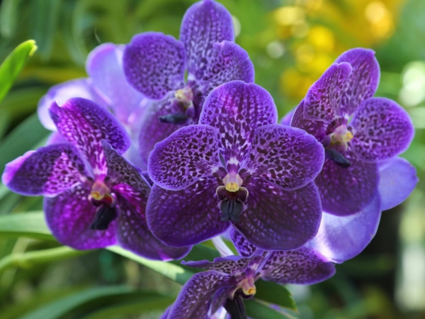 kaffeesatz als duenger fuer orchideen lila