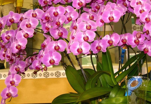kaffeesatz als duenger fuer orchideen rosa